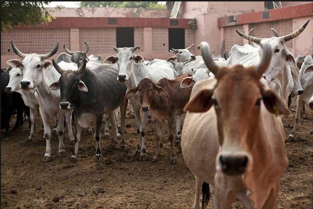 Cattle Sold In Markets Cannot Be Slaughtered