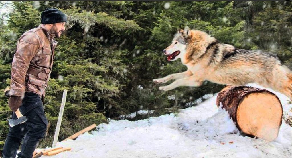 Tiger Zinda Hai Wolves Fight Video